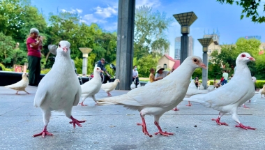 外地人落户上海的真正原因是什么呢？