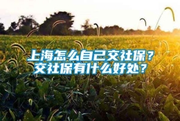 上海怎么自己交社保？交社保有什么好处？