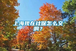 上海现在社保怎么交啊？