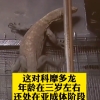 濒临灭绝 世界最大巨蜥科摩多龙落户上海动物园